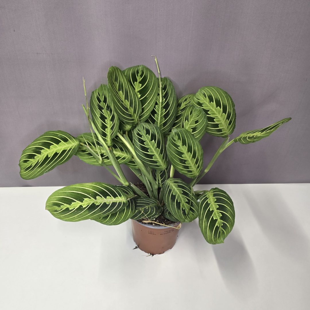 Maranta 'Lemon Lime' 12/30