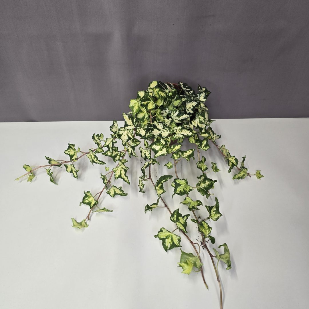 Hedera helix 'Golden Kolibri' 13/35