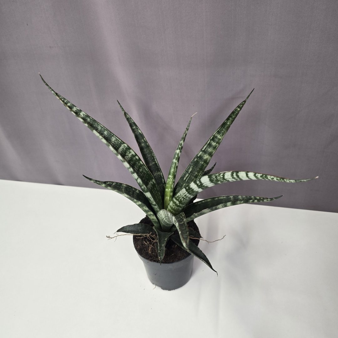 Sansevieria bacularis 'Fernwood Punk' 10/25