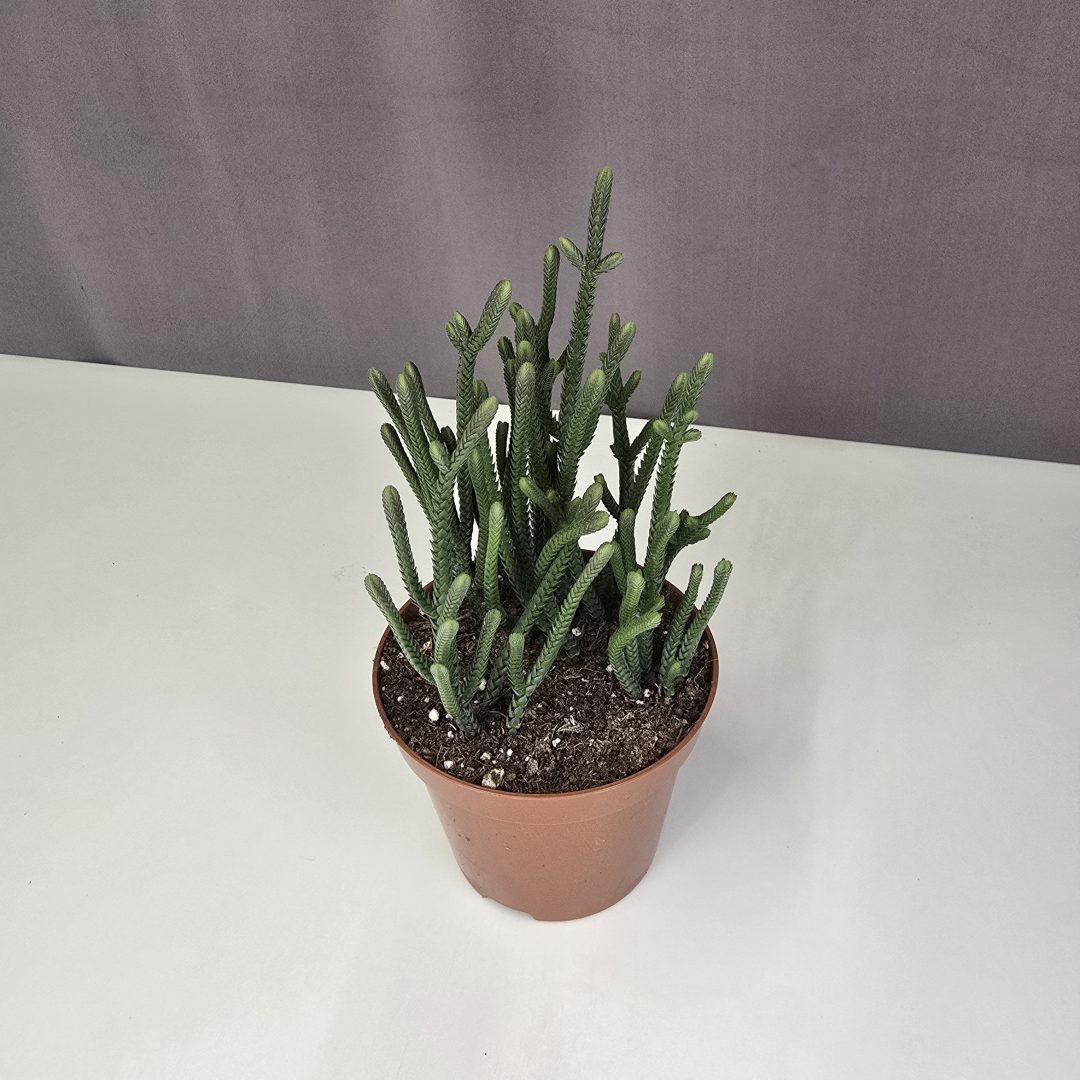 Crassula muscosa 9/15