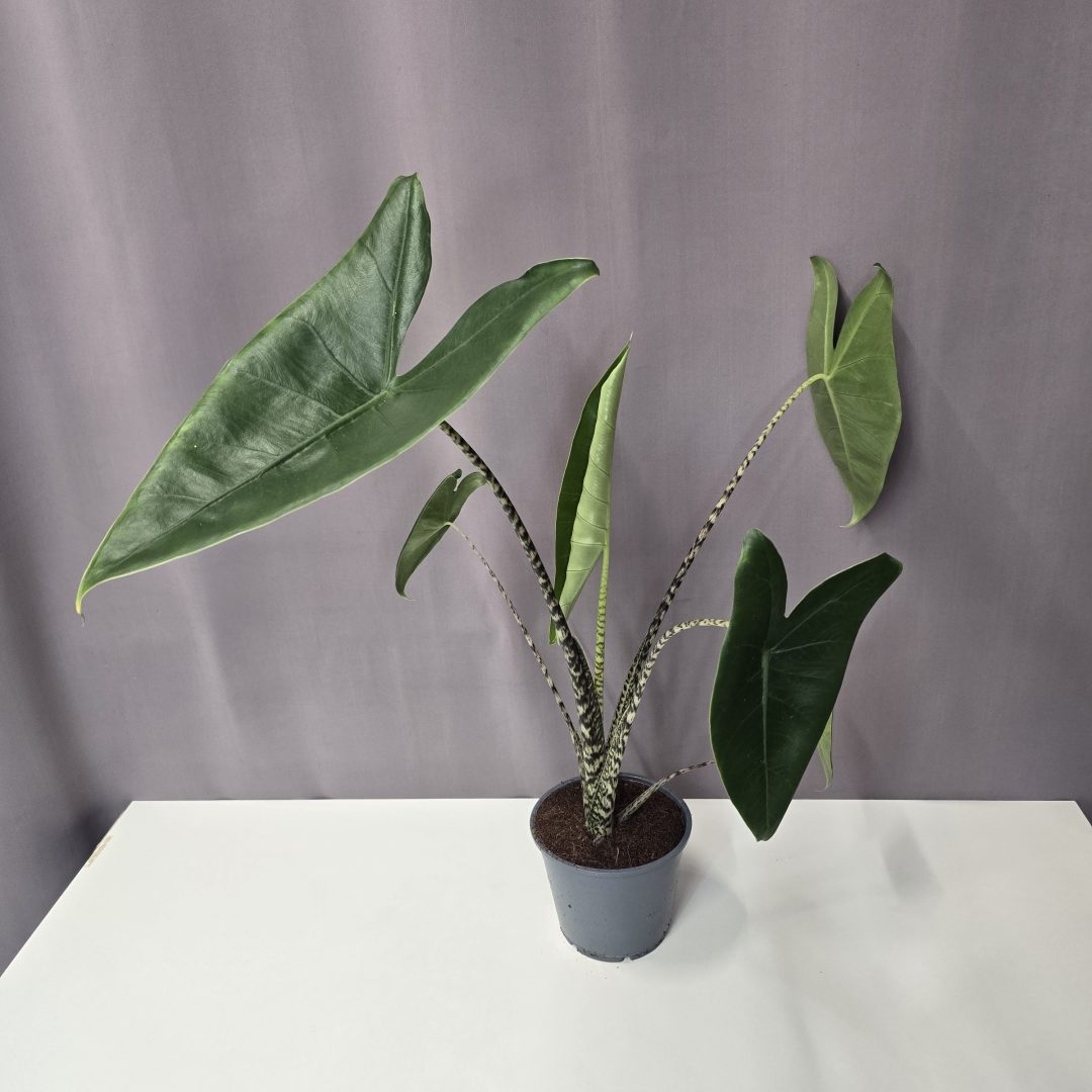 Alocasia Zebrina 14/60