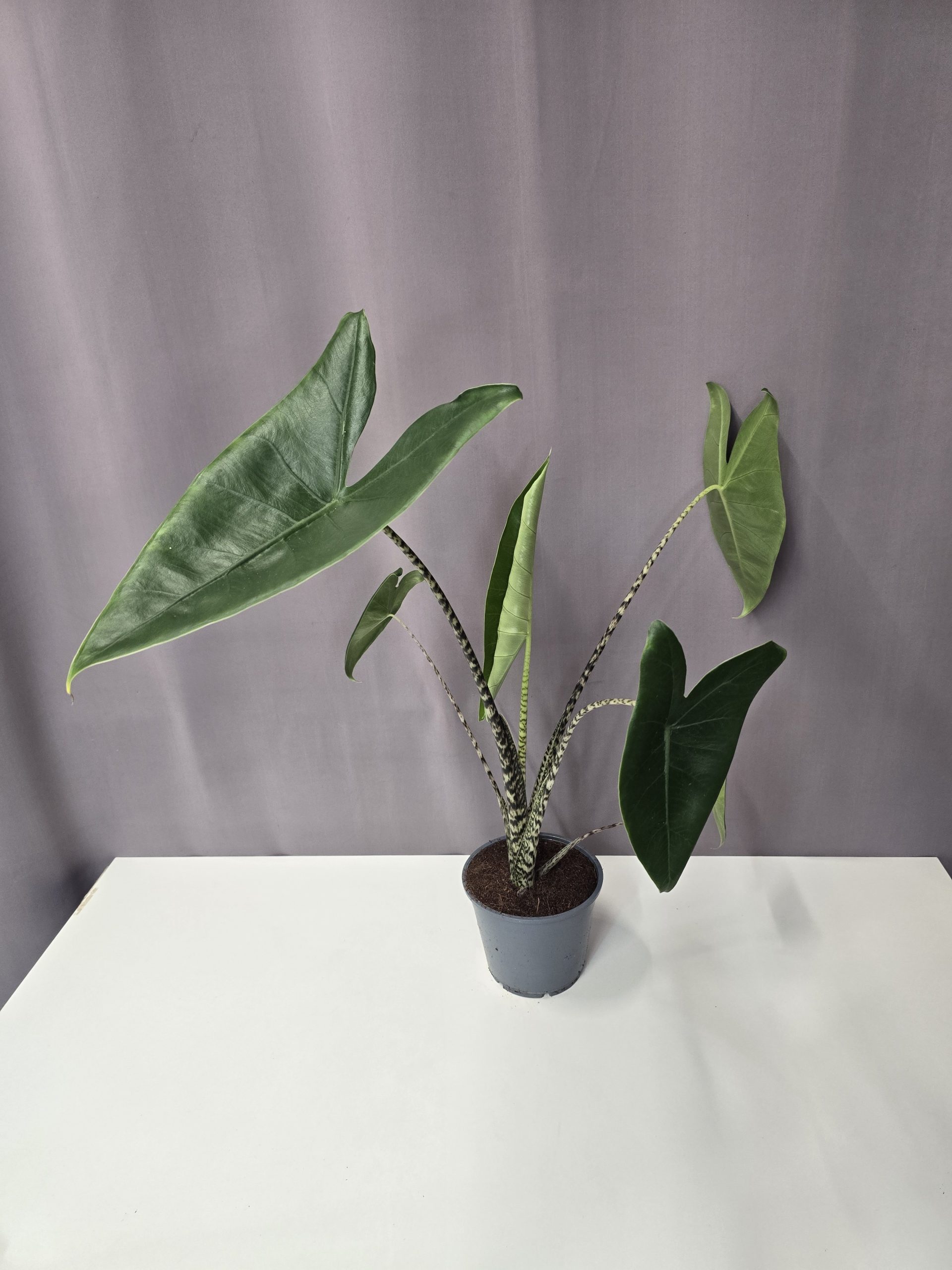 Alocasia Zebrina 14/60
