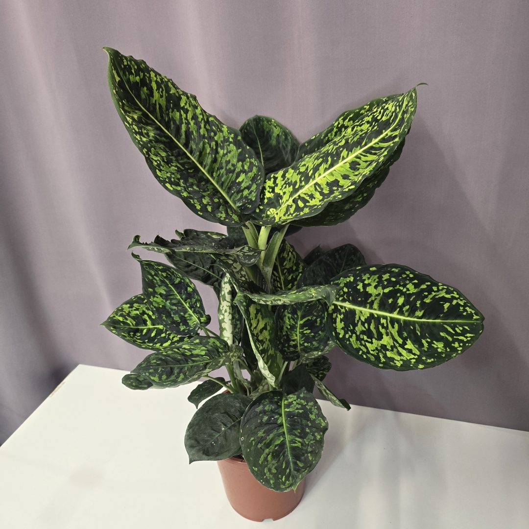 Dieffenbachia 'Reflector' 17/60