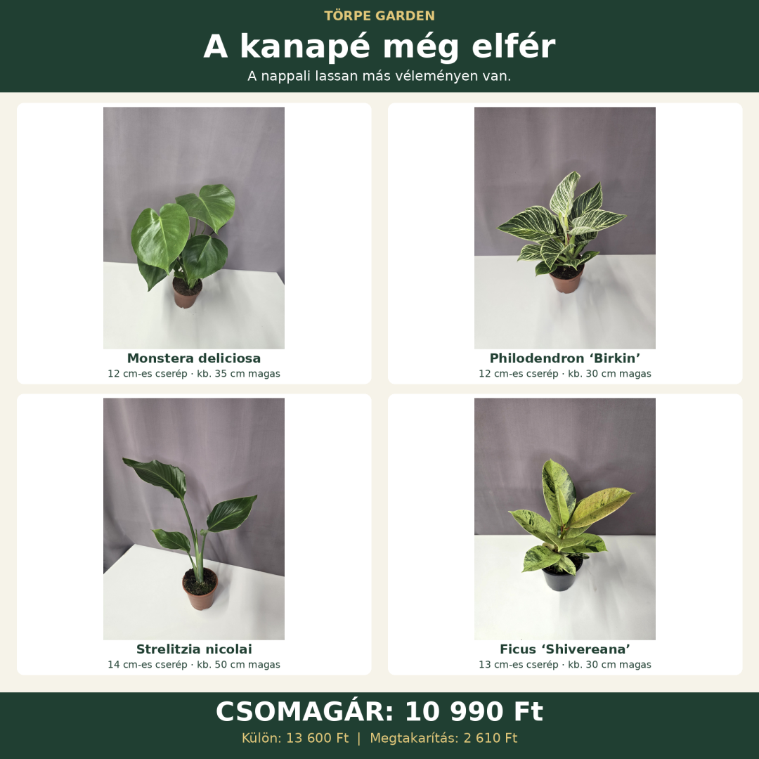 „A kanapé még elfér” növénycsomag