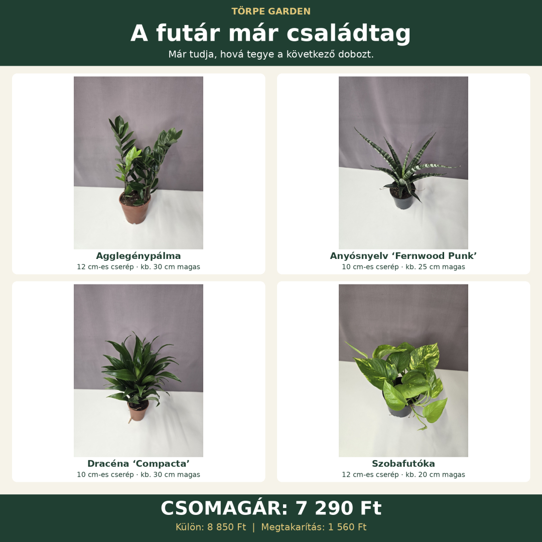 „A futár már családtag” növénycsomag